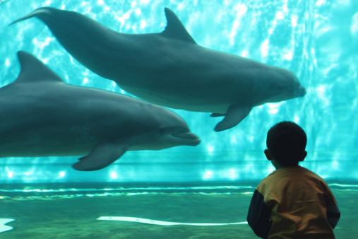 soggiorno luxury con ingresso acquario di genova - grand hotel ... - Pacchetti Soggiorno Acquario Di Genova soggiorno luxury con ingresso acquario di genova - grand hotel ... - Pacchetti Soggiorno Acquario Di Genova